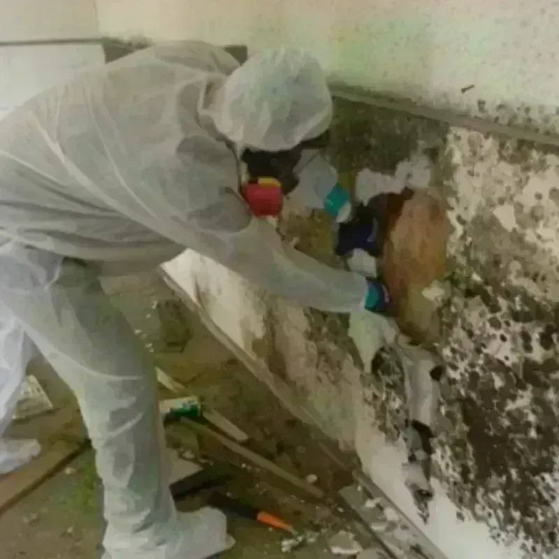 Mold Remediation and Removal in Enon, OH